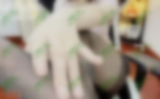 灵性饱满的欢欢-唰唰的摩擦声